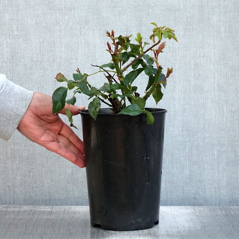 Exemplar von Rosa Taste of Love Dolce - Beetrose Topf mit 4L/5L wie im Herbst geliefert