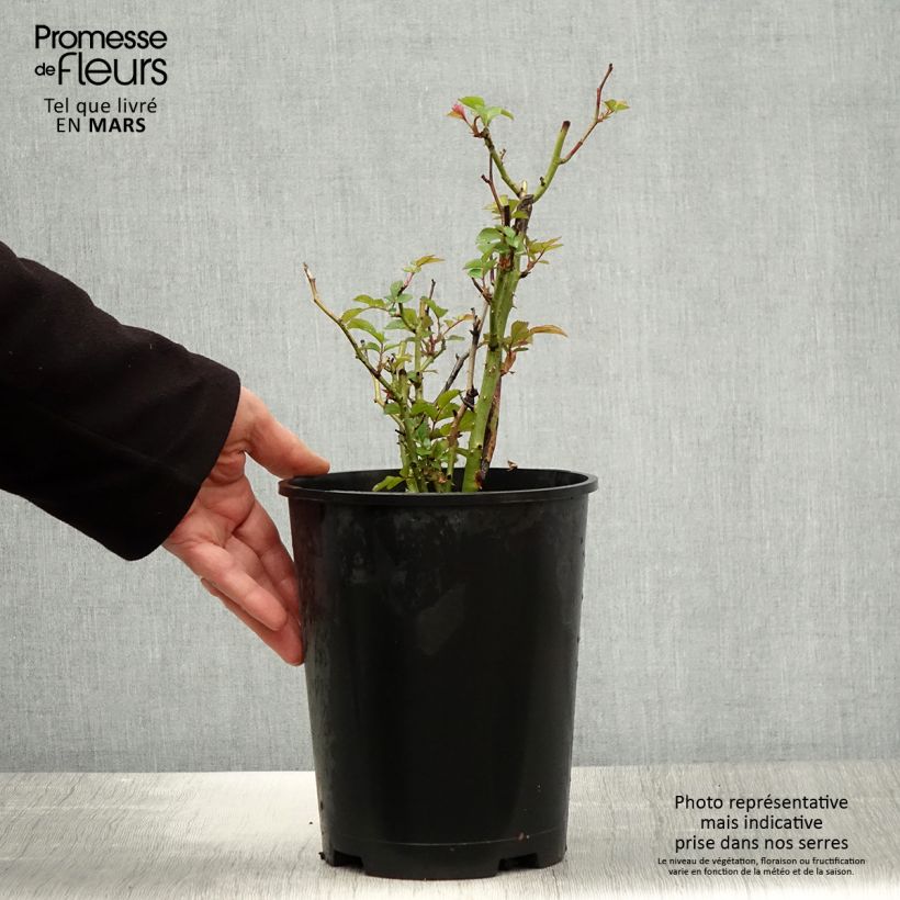 Exemplar von Rosa Tiramisu Bio - Beetrose Topf mit 4L/5L wie im Frühjahr geliefert