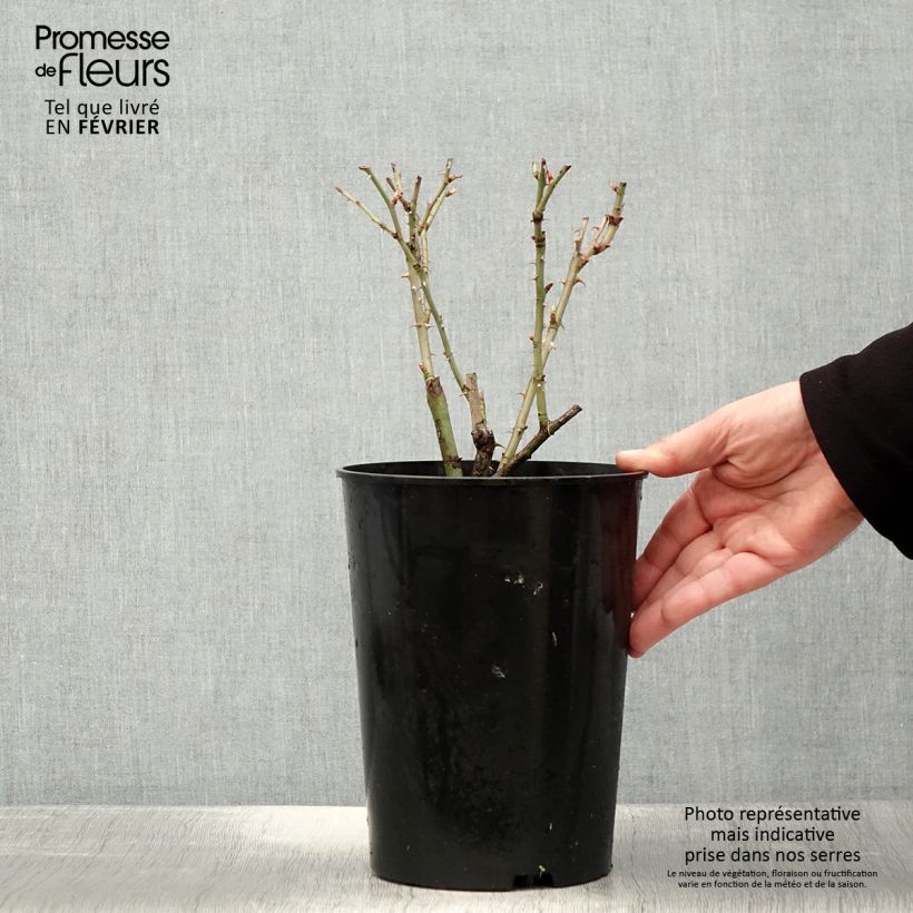 Exemplar von Rosa alba Suaveolens - Historische Rose Topf mit 4L/5L wie im Winter geliefert