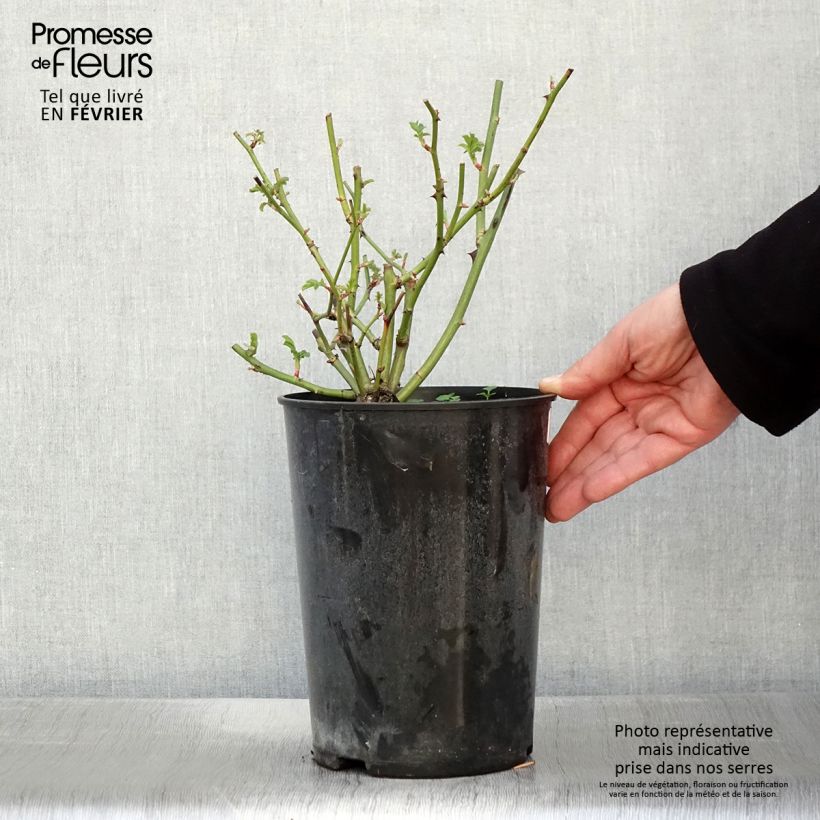 Exemplar von Rosa Ballerina - Strauchrose Topf mit 4L/5L wie im Winter geliefert