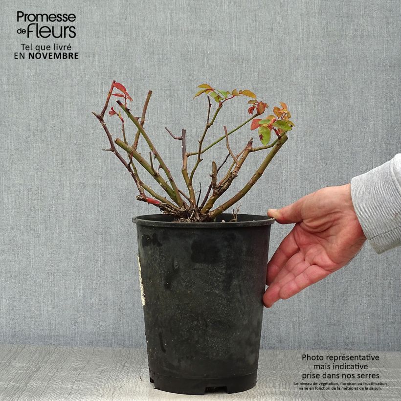 Exemplar von Rosa moschata Buff Beauty - Moschus-Rose Topf mit 4L/5L wie im Herbst geliefert