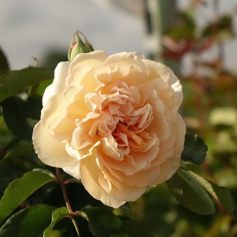 Rosa moschata Buff Beauty - Moschus-Rose (Blüte)