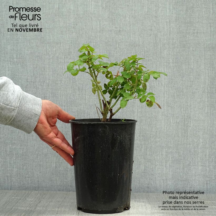 Exemplar von Rosa gallica Cardinal de Richelieu - Essig-Rose Topf mit 4L/5L wie im Herbst geliefert