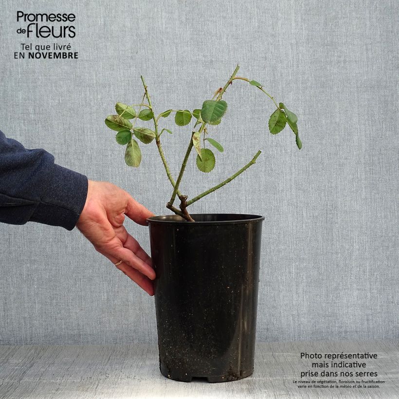 Exemplar von Rosa centifolia Muscosa - Moos Rosen Topf mit 4L/5L wie im Herbst geliefert