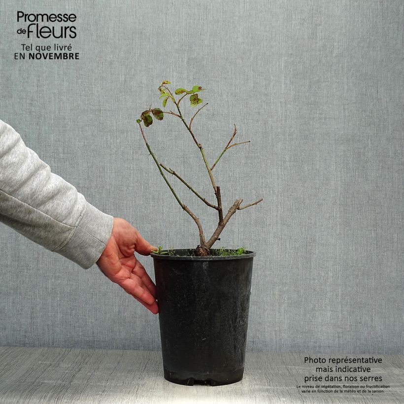 Exemplar von Rosa centifolia Cristata - Moos Rosen Topf mit 4L/5L wie im Herbst geliefert