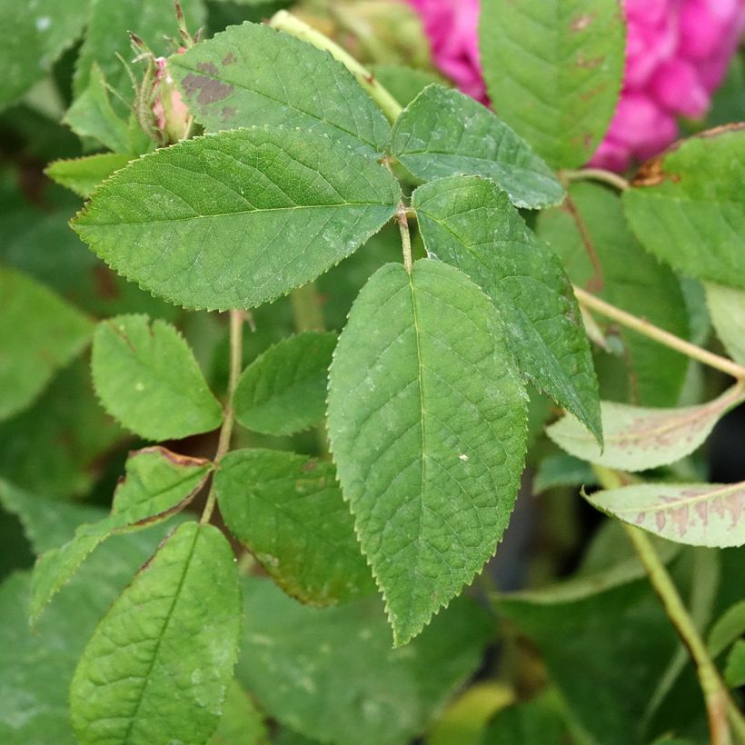 Rosa gallica Charles de Mills - Essig-Rose (Laub)