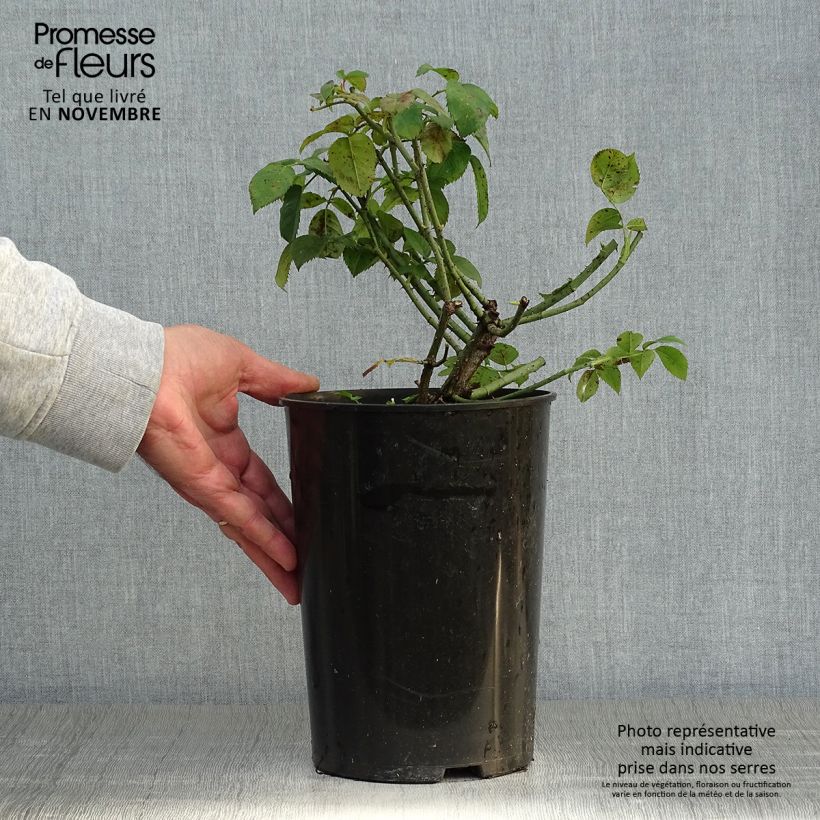 Exemplar von Rosa gallica Complicata - Essig-Rose Topf mit 4L/5L wie im Herbst geliefert