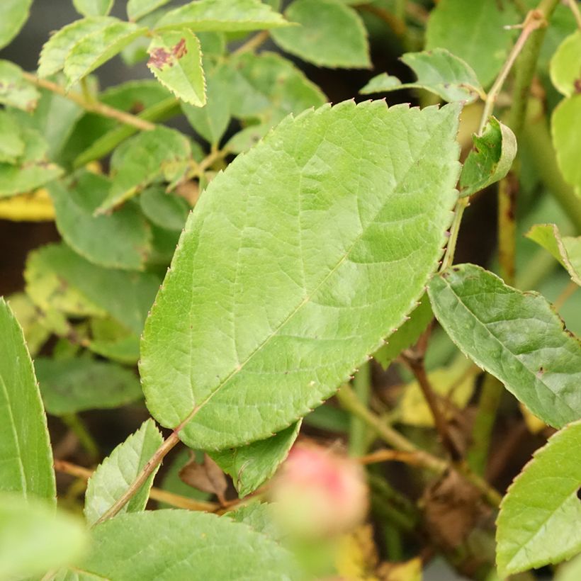 Rosa Cornelia - Historische Rose (Laub)