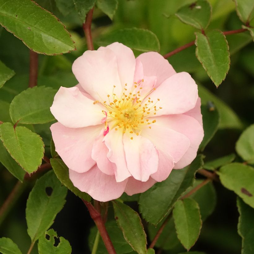 Rosa Cornelia - Historische Rose (Blüte)