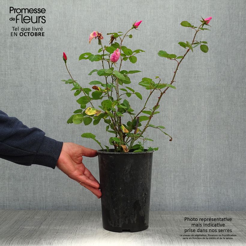 Exemplar von Rosa Dainty Bess - Historische Rose Topf mit 4L/5L wie im Herbst geliefert
