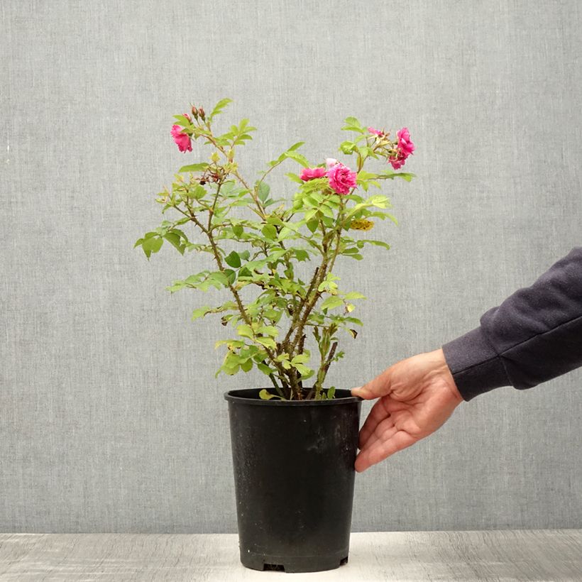 Exemplar von Rosa rugosa F.J Grootendorst - Apfelrose Topf mit 4L/5L wie im Sommer geliefert