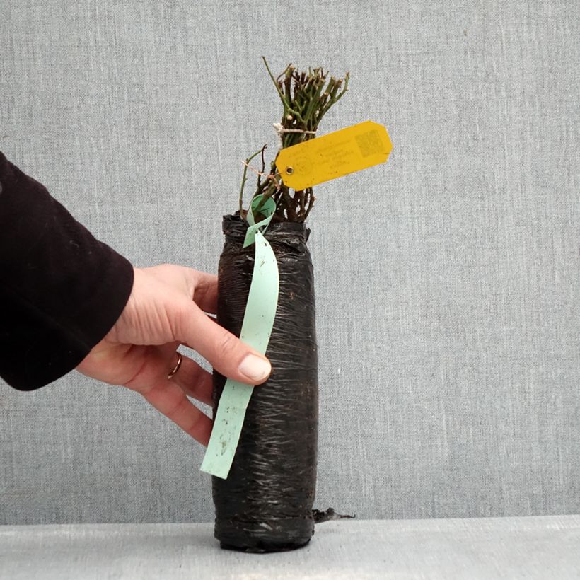 Exemplar von Rosa Fragrant old white - Historische Rose Wurzelnackt in Beutel wie im Winter geliefert