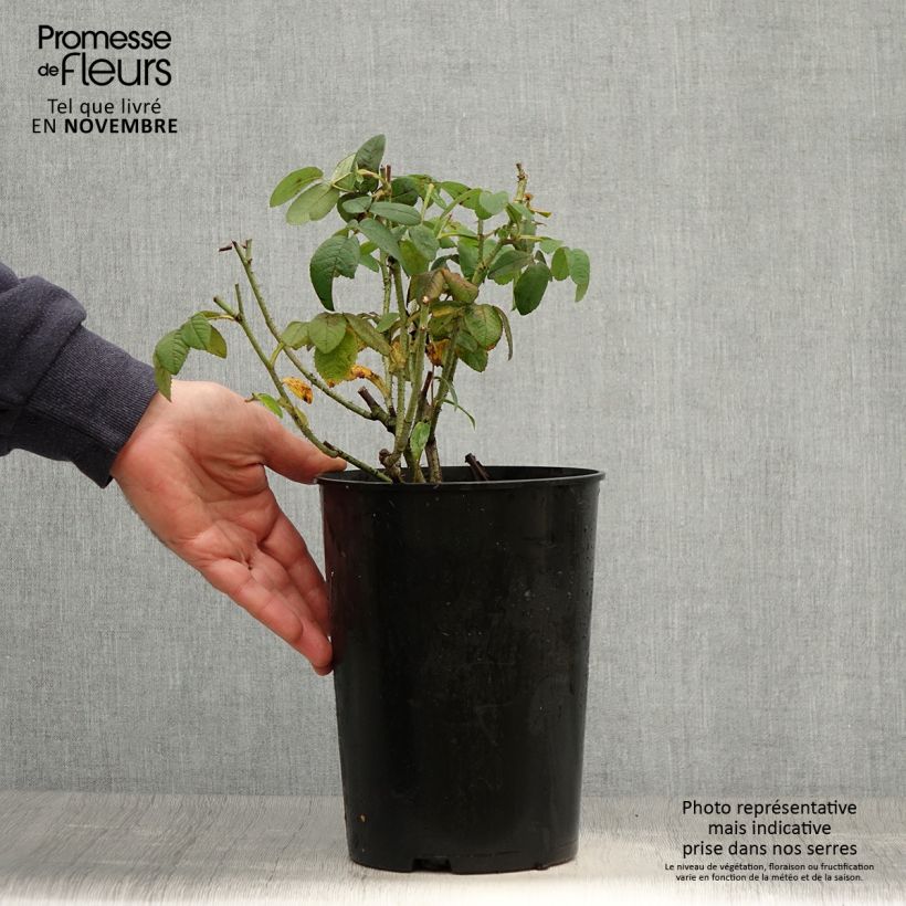 Exemplar von Rosa gallica Officinalis - Essig-Rose Topf mit 4L/5L wie im Herbst geliefert