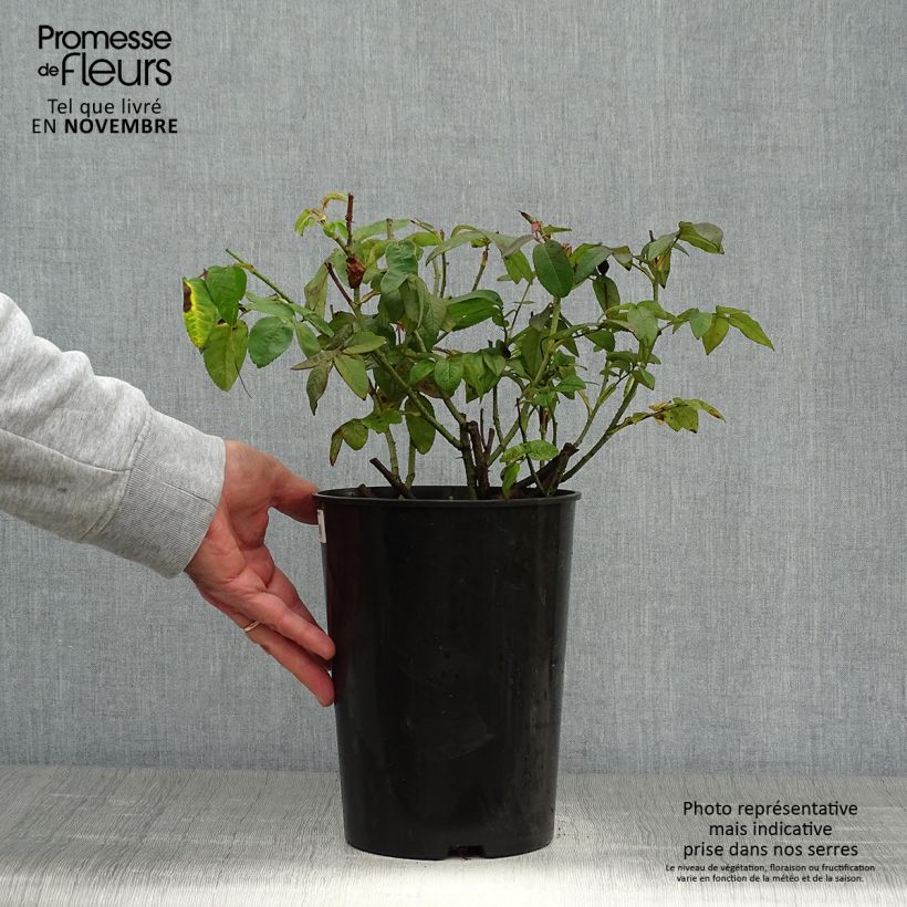 Exemplar von Rosa gallica Versicolor - Essig-Rose Topf mit 4L/5L wie im Herbst geliefert