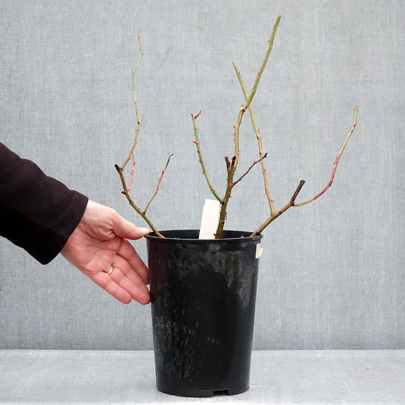 Exemplar von Rosa gallica Gros Provins Panaché BIO - Essig-Rose Topf mit 4L/5L wie im Winter geliefert