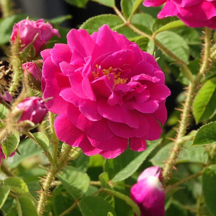 Rosa centifolia muscosa Henri Martin - Zentifolie (Blüte)