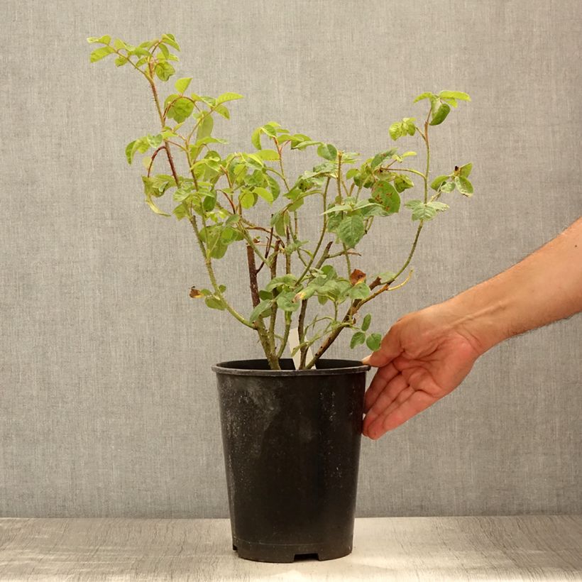 Exemplar von Rosa centifolia muscosa Henri Martin - Zentifolie Topf mit 4L/5L wie im Sommer geliefert