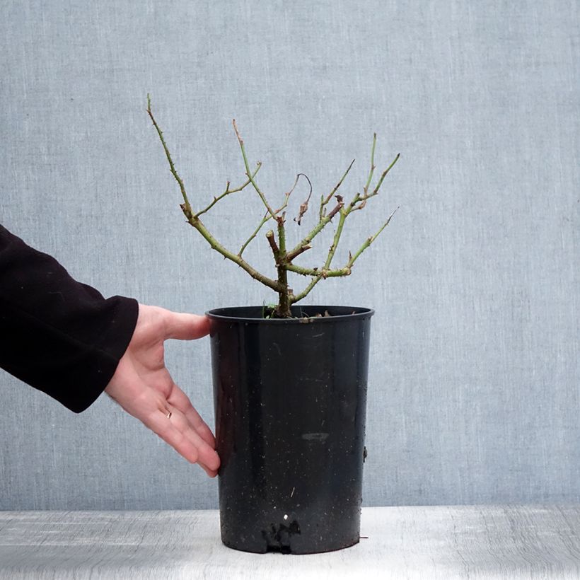 Exemplar&#x20;von&#x20;Rosa&#x20;Jacqueline&#x20;du&#x20;Pr&#xE9;&#x20;-&#x20;Historische&#x20;Rose&#x20;Topf&#x20;mit&#x20;4L&#x2F;5L&#x20;wie&#x20;im&#x20;Winter&#x20;geliefert