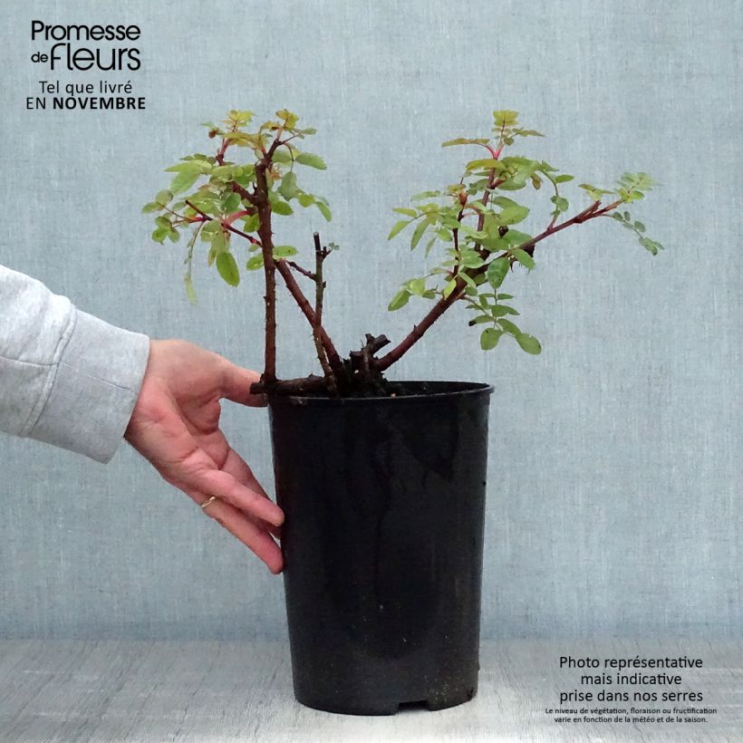 Exemplar von Rosa moyesii Marguerite Hilling - Historische Rose Topf mit 4L/5L wie im Herbst geliefert