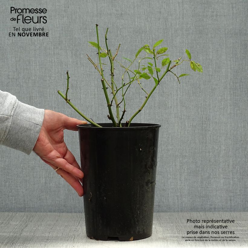 Exemplar von Rosa moschata Mozart - Moschus-Rose Topf mit 3L/4L wie im Herbst geliefert