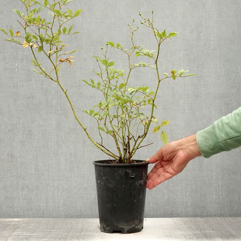 Exemplar von Rosa moschata Mozart - Moschus-Rose Topf mit 3L/4L wie im Sommer geliefert