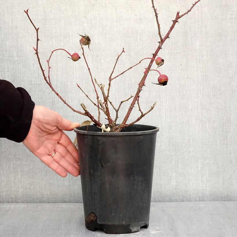 Exemplar von Rosa Mrs Oakley Fisher - Historische Rose Topf mit 4L/5L wie im Winter geliefert