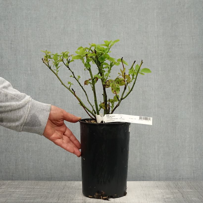 Exemplar von Rosa Paul Neyron - Historische Rose Topf mit 4L/5L wie im Frühjahr geliefert