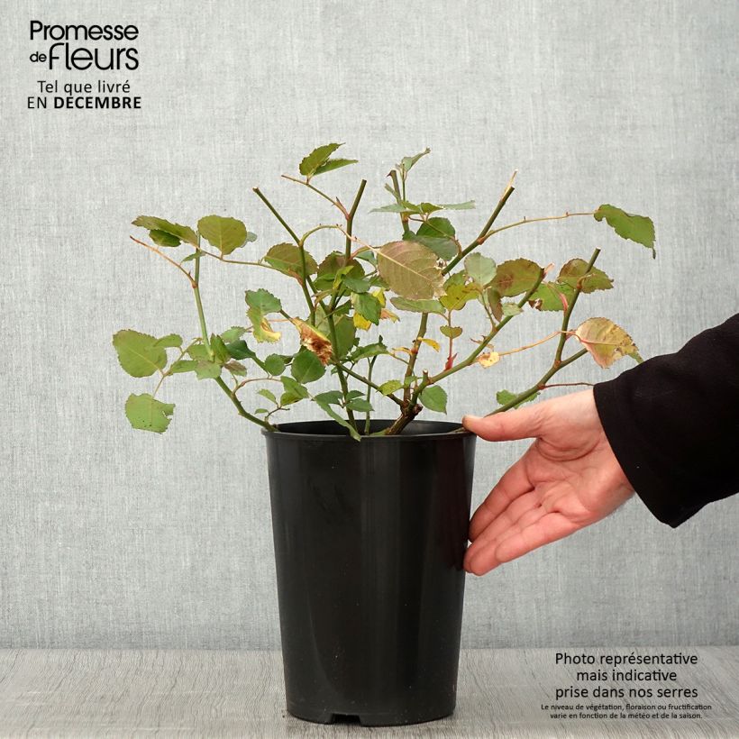 Exemplar von Rosa moschata Pénélope - Moschus-Rose Topf mit 4L/5L wie im Herbst geliefert