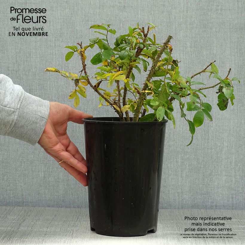 Exemplar von Rosa rugosa Pink Grootendorst - Apfelrose Topf mit 4L/5L wie im Herbst geliefert