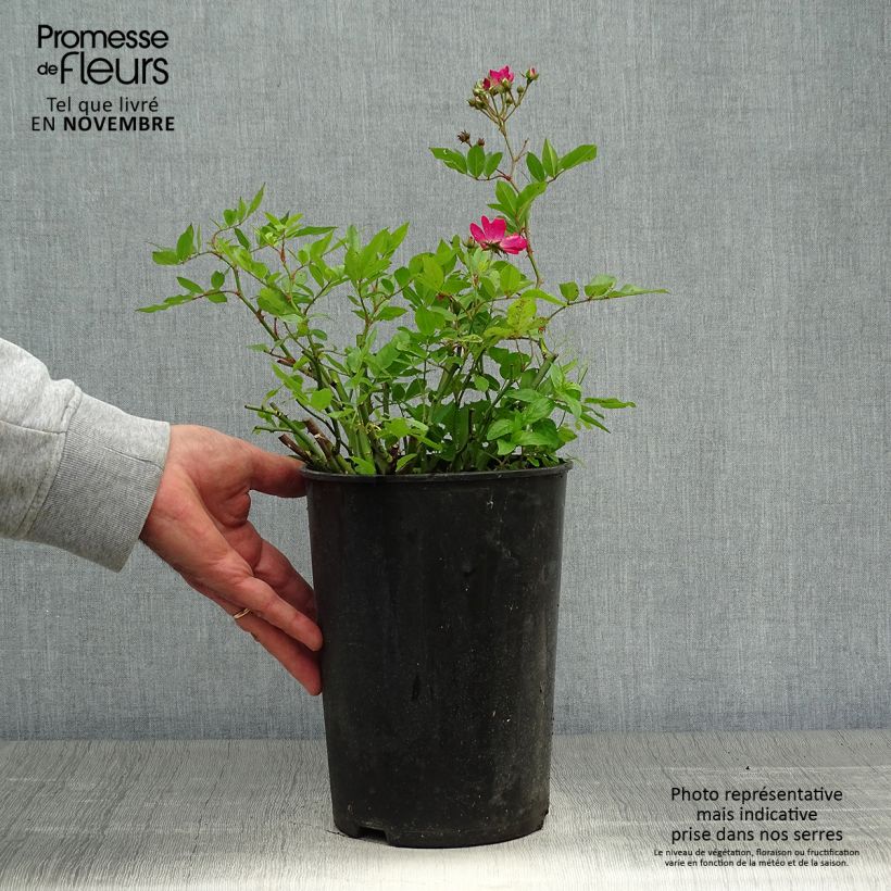Exemplar von Rosa polyantha Red Ballerina - Historische Rose Topf mit 4L/5L wie im Herbst geliefert