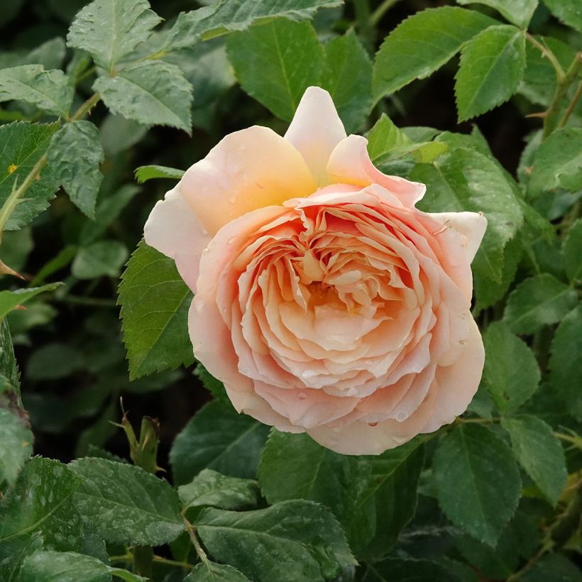 Rosa English Legend Sherlock Holmes - Englische Rose (Blüte)