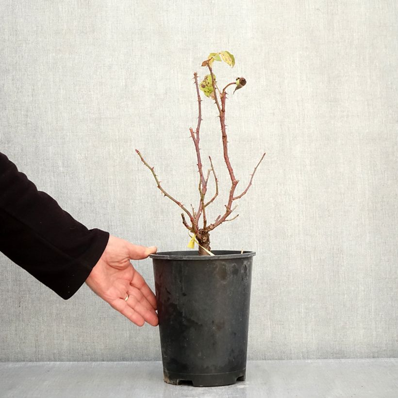 Exemplar von Rosa English Legend Sir Lancelot - Englische Rose Topf mit 4L/5L wie im Herbst geliefert