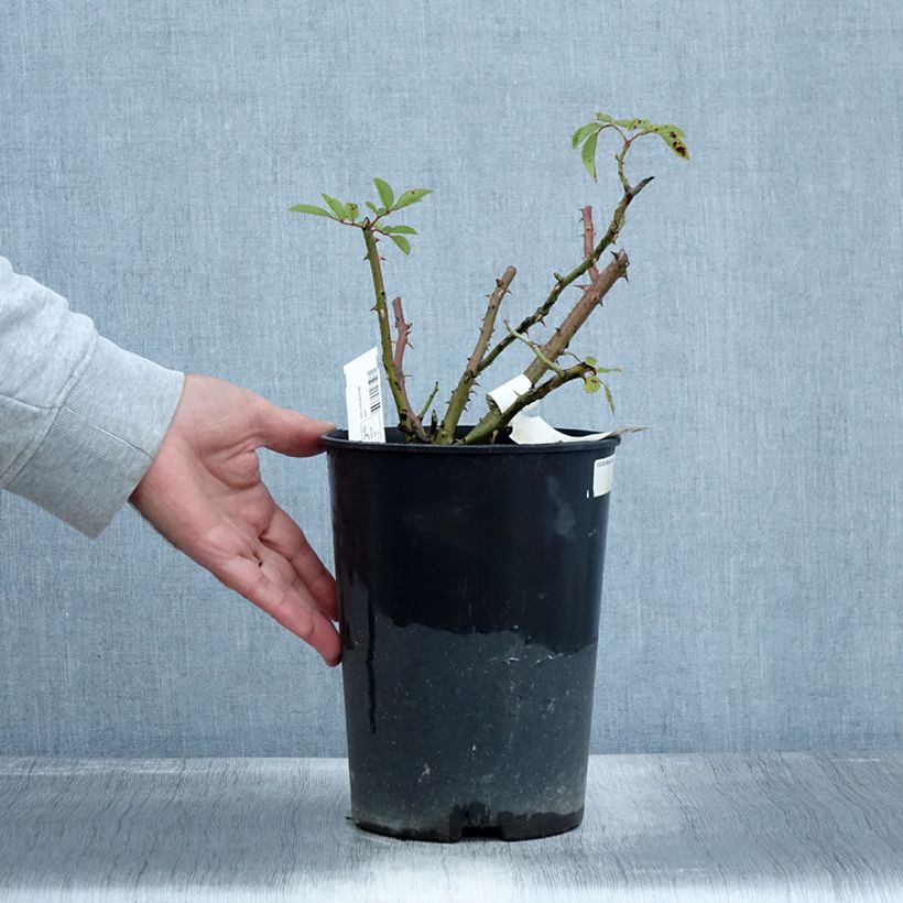 Exemplar von Rosa moschata Alden Biesen - Moschus-Rose Topf mit 4L/5L wie im Herbst geliefert