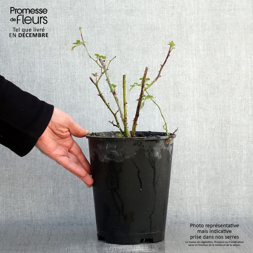 Exemplar von Rosa moschata Annelies - Moschus-Rose Topf mit 4L/5L wie im Herbst geliefert