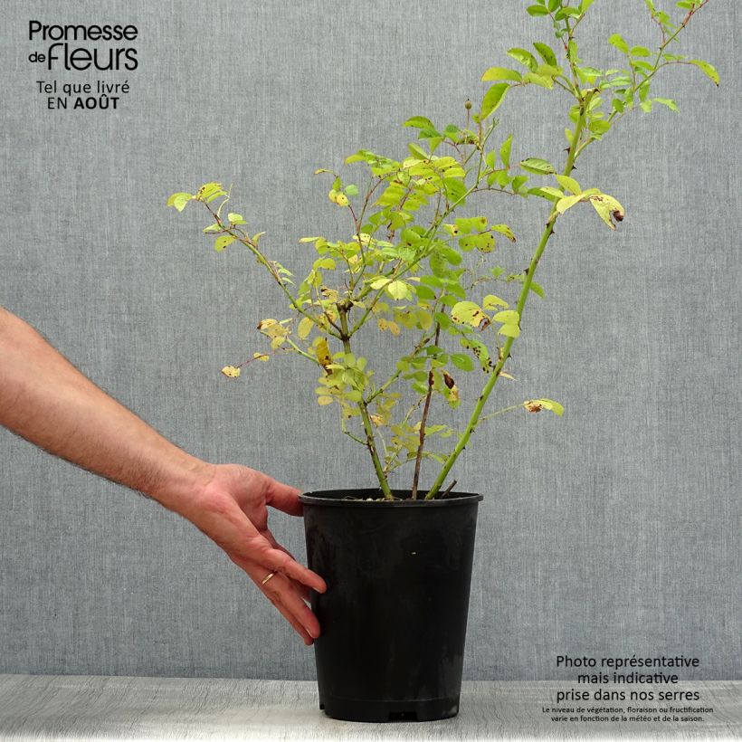 Exemplar von Rosa moschata Annelies - Moschus-Rose Topf mit 4L/5L wie im Sommer geliefert