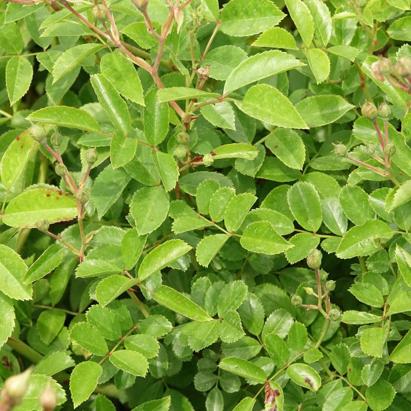 Rosa moschata Annelies - Moschus-Rose (Laub)