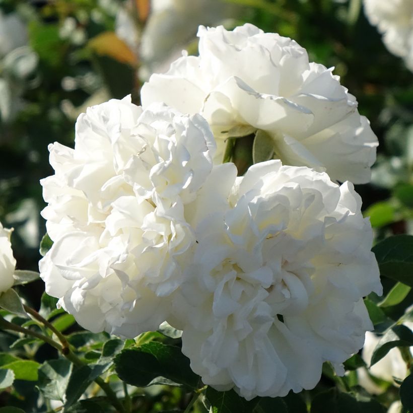 Rosa Blanc Meillandecor - Bodendecker-Rose (Blüte)