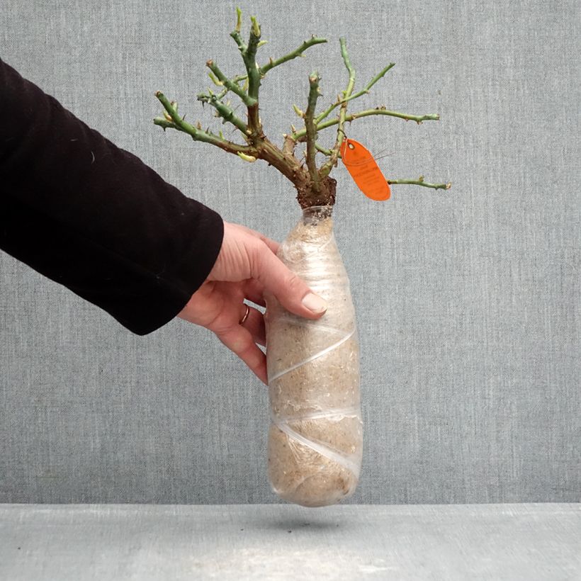 Exemplar von Rosa Candia Meillandecor - Bodendecker-Rose Wurzelnackt in Beutel wie im Winter geliefert