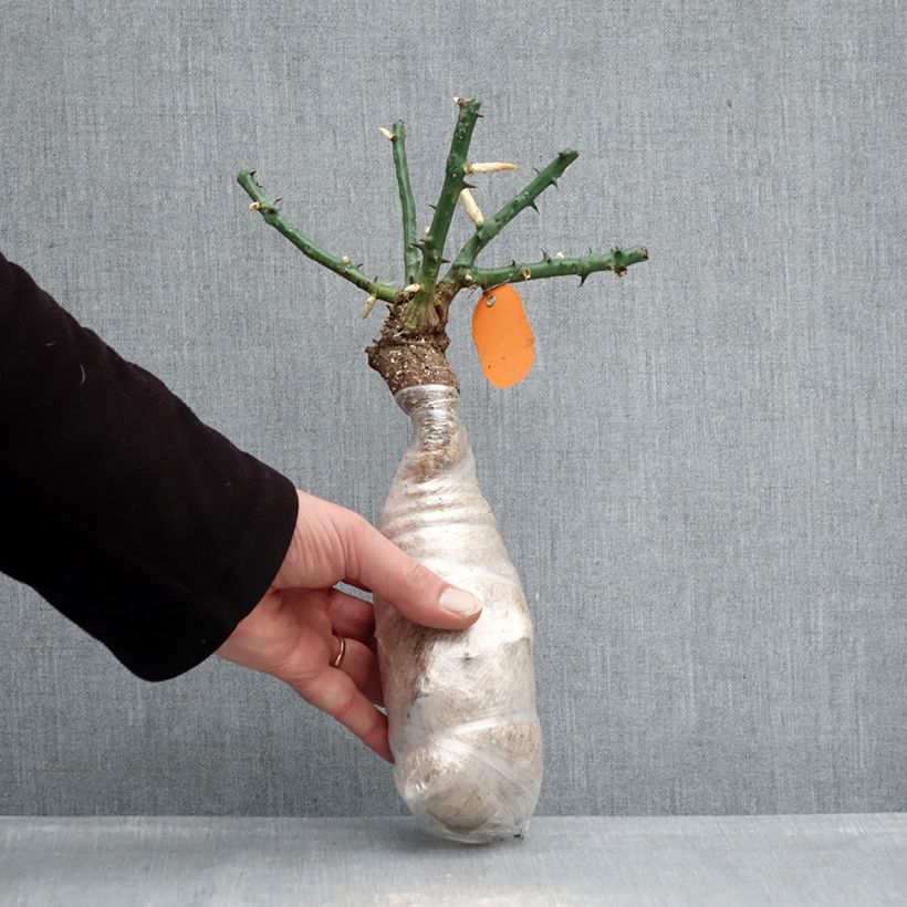 Exemplar von Rosa Deborah Meillandecor - Bodendecker-Rose Wurzelnackt in Beutel wie im Winter geliefert