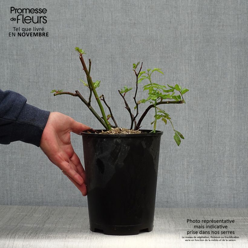 Exemplar von Rosa moschata Dinky VELheav - Moschus-Rose Topf mit 4L/5L wie im Herbst geliefert
