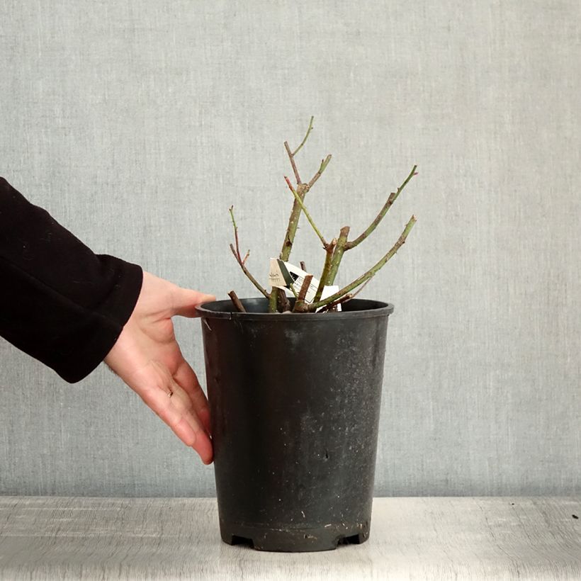 Exemplar von Rosa gallica officinalis Etoile Pourpre - Essig-Rose Topf mit 4L/5L wie im Winter geliefert