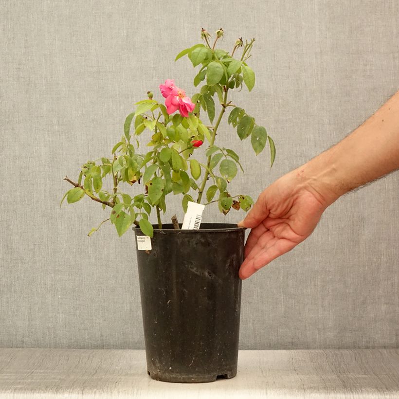 Exemplar von Rosa moschata Finn's Rose - Moschus-Rose Topf mit 4L/5L wie im Sommer geliefert
