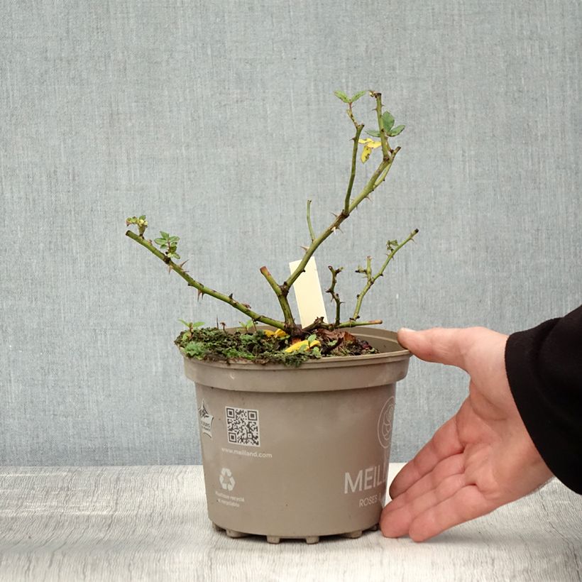 Exemplar von Rosa polyantha Friendly Sweet - Polyantha-Rose Topf mit 2L/3L wie im Herbst geliefert