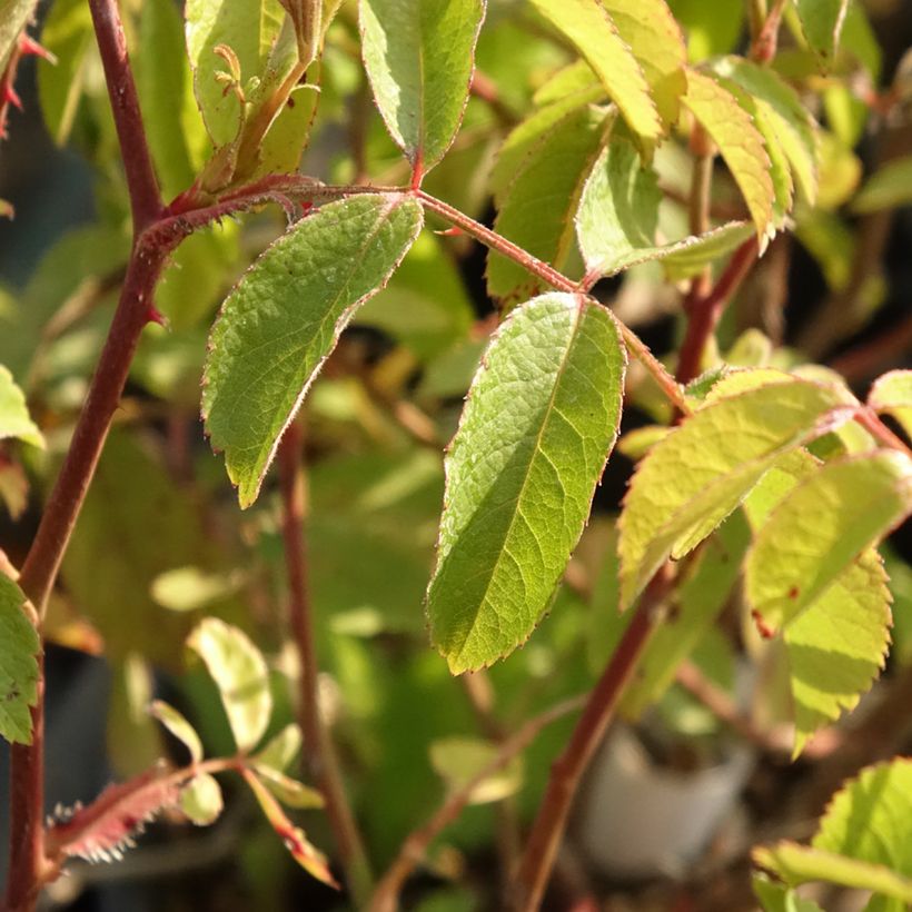 Rosa moschata Frisson Frais LENsadbi - Moschus-Rose (Laub)