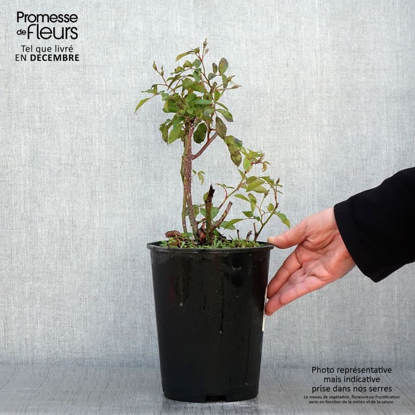 Exemplar von Rosa moschata Frisson Frais LENsadbi - Moschus-Rose Topf mit 4L/5L wie im Herbst geliefert