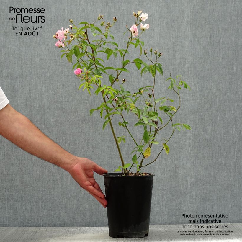 Exemplar von Rosier arbustif Frisson Frais Pot de 4L/5L wie im Sommer geliefert