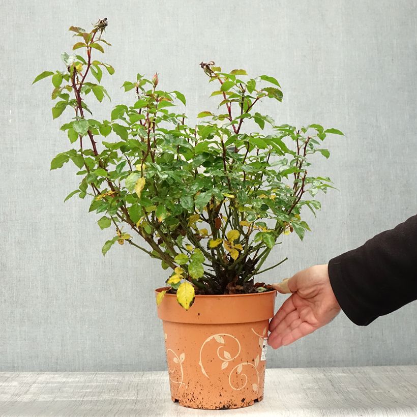Exemplar von Rosa Havanna - Beetrose Topf mit 6L/7L wie im Herbst geliefert