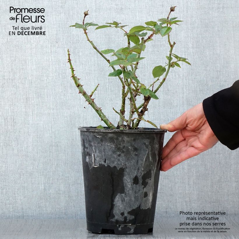 Exemplar von Rosa moschata Heavenly Pink - Moschus-Rose Topf mit 4L/5L wie im Herbst geliefert