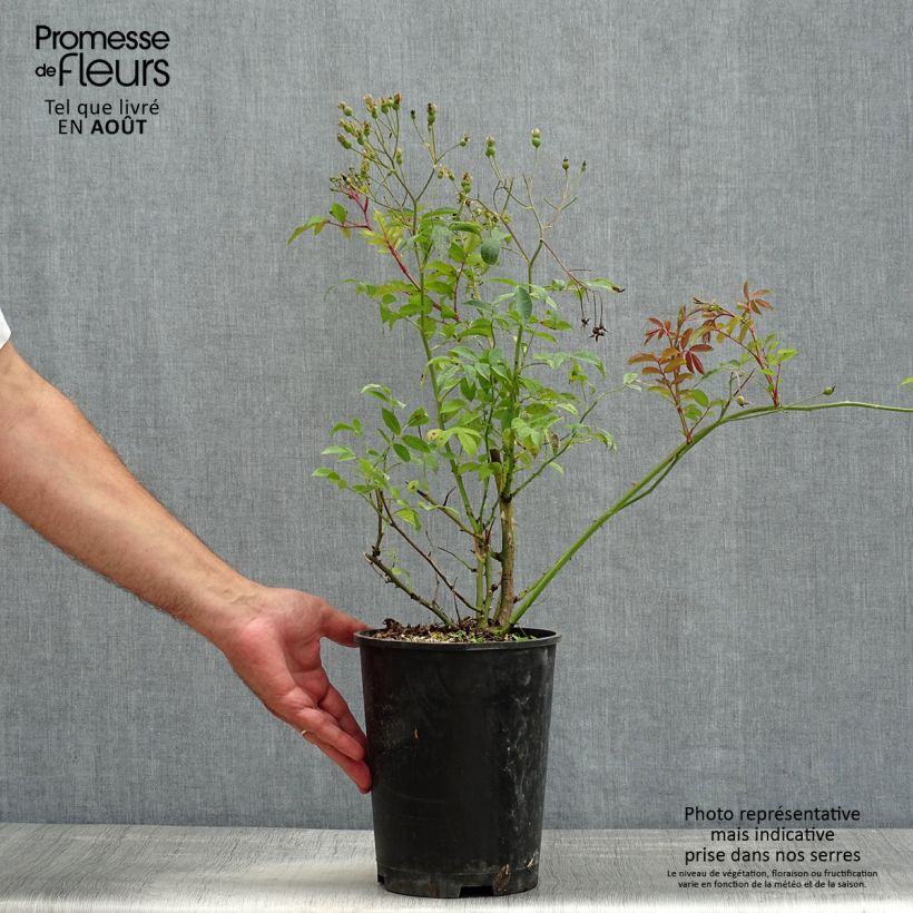 Exemplar von Rosa moschata Heavenly Pink - Moschus-Rose Topf mit 4L/5L wie im Sommer geliefert
