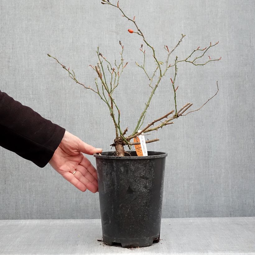 Exemplar von Rosa Ice Meillandecor - Bodendecker-Rose Topf mit 4L/5L wie im Winter geliefert